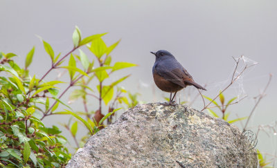 Luzon Water-Redstart (Rhyacornis bicolor)