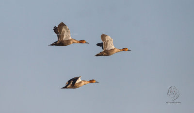 Philippine Duck (Anas luzonica)