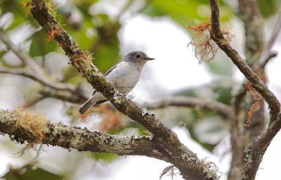 Little-Pied Flycatcher (female) (Ficedula westermanni)