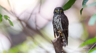 Chocolate Boobook Owl <i>(Ninox randi)<i/>