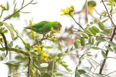 Colasisi (Loriculus philippensis)