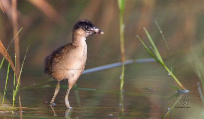 Common Moorhen (Gallinula chlorospus) (imm)