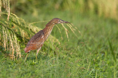 Cinnamon Bittern (imm) (Lxobrychus cinnamomeus)