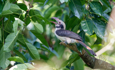 Luzon Hornbill (male) (Penelopides manillae)