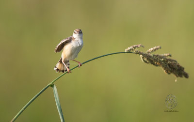 Zitting Cisticola (Cisticola juncidis)