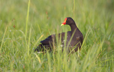 Moorhen, Common ( Gallinula chloropus)