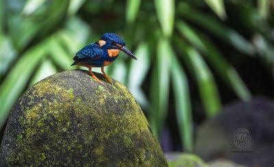 Northern Indigo-banded Kingfisher (Alcedo cyanopectus)