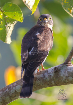 Goshawk, Chinese (Accipiter soloensis)