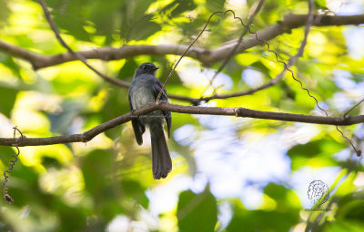 Fantail, Visayan Blue (Rhipidura samarensis)