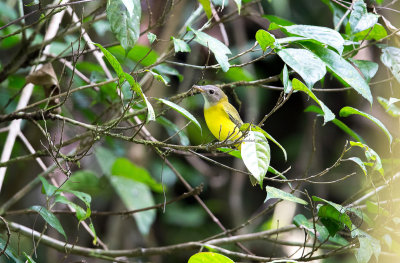 Whistler, Yellow-bellied (Pachycephale philippinensis)