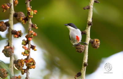Red-keeled Flowerpecker (Dicaeum australe) 