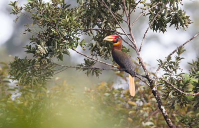 Southern Rufous Hornbill (Buceros semigaleatus)