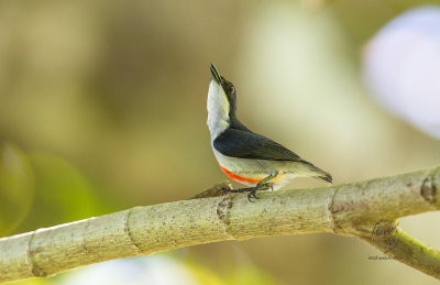 Red-keeled Flowerpecker (Dicaeum australe) 