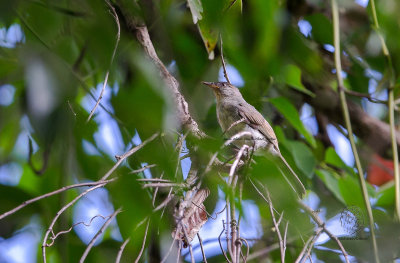 Black-crowned Babbler (Stachyris nigrocapitata)