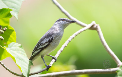 Pied Triller (female) ((Lalage nigra)