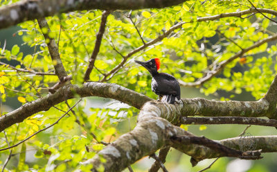 White-bellied Woodpecker (female) (Dryocopus javensis)