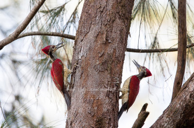 Woodpecker, Luzon Flameback (Chrysocolaptes haematribon)