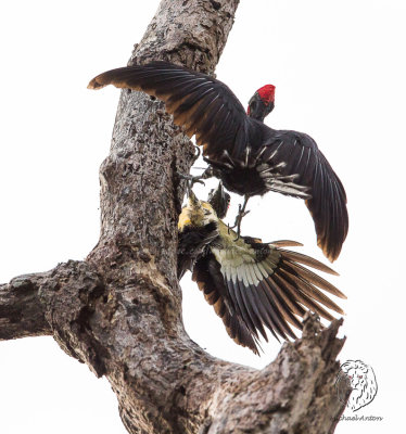 White-bellied Woodpecker (males) (Dryocopus javensis)