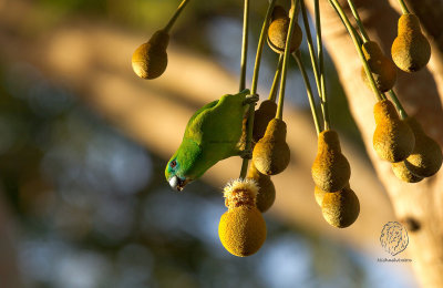 Guaiabero (Bolbopsittacus lunulatus)