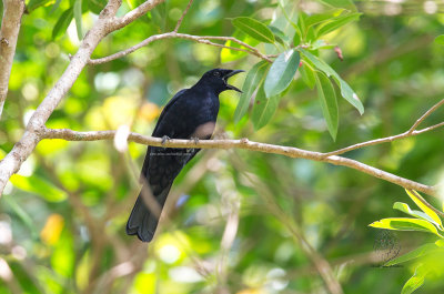 Blackish Cuckoo-shrike (Coracina coerulescens)