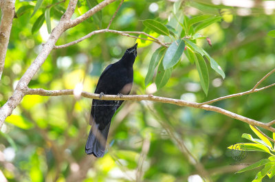 Blackish Cuckoo-shrike (Coracina coerulescens)