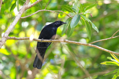 Blackish Cuckoo-shrike (Coracina coerulescens)