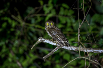 Mindoro Hawk-Owl (Ninox mindorensis)