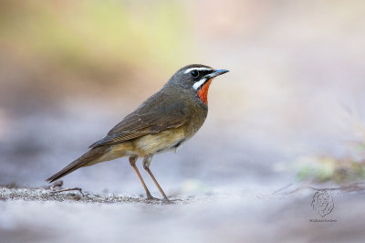 Siberian Rubythroat  (Luscinia calliope)  (male)