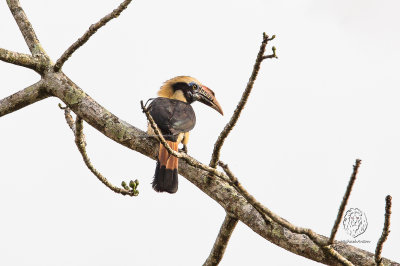 Hornbill, Mindoro (Penelopides mindorensis)