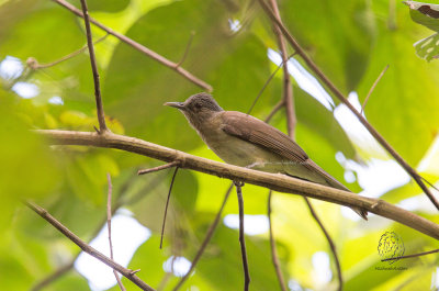 Mindoro Bulbul (Hypsipetes mindorensis)