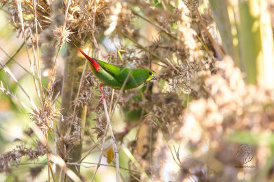 Green-faced Parrotfinch (Erythrura viridifacies)