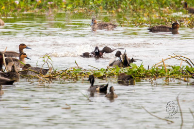 Baer's Pochard (Aythya baeri)