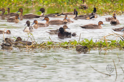 Baer's Pochard (Aythya baeri)