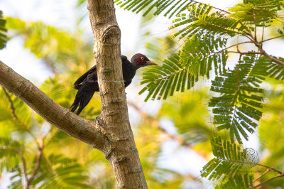 Northern Sooty Woodpecker (male) (Mulleripicus funebris)