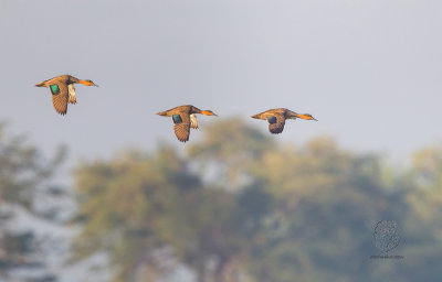 Philippine Duck (Anas luzonica)