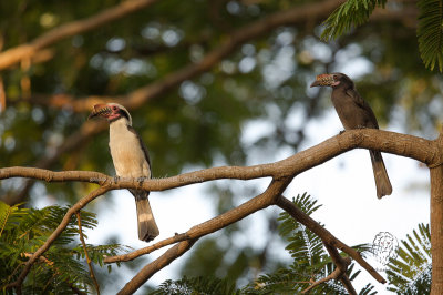 Luzon Hornbill (male and female) (Penelopides manillae)