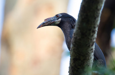 Luzon Hornbill (female) (Penelopides manillae)