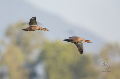 Philippine Duck (Anas luzonica)