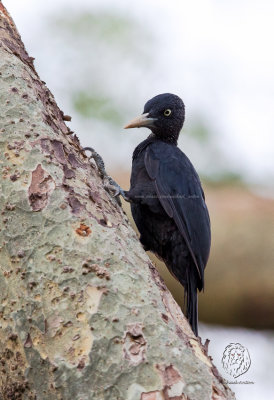 Northern Sooty Woodpecker (female) (Mulleripicus funebris)