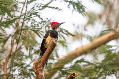 White-bellied Woodpecker (males) <i>(Dryocopus javensis)<i/>