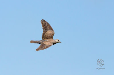 Red Turtle-Dove (Streptopelia tranquebarica)