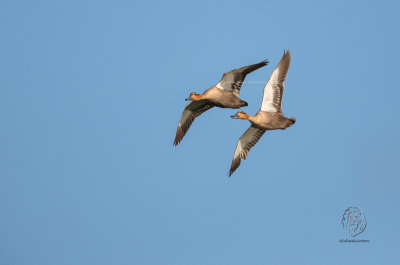 Philippine Duck (Anas luzonica)