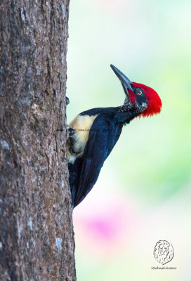 White-bellied Woodpecker (male) (Dryocopus javensis)