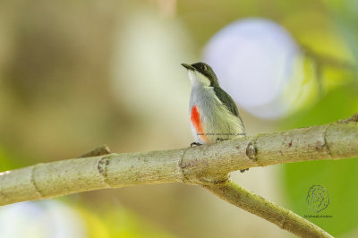 Red-keeled Flowerpecker (Dicaeum australe) 