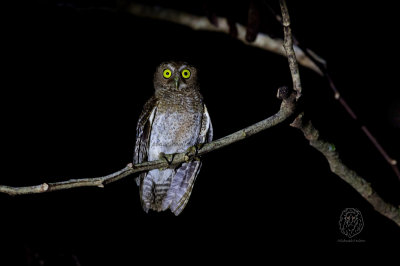 Mindoro Hawk-Owl (Ninox mindorensis)