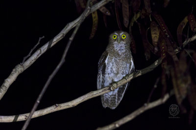 Mindoro Hawk-Owl (Ninox mindorensis)