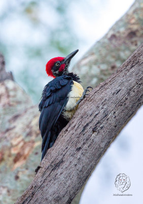 White-bellied Woodpecker (male) (Dryocopus javensis)