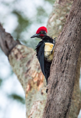 White-bellied Woodpecker (male) (Dryocopus javensis)