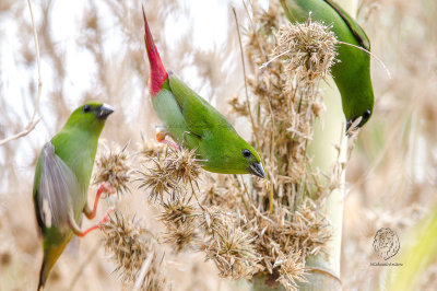 Parrotfinch, Green-faced  (Erythrura viridifacies)