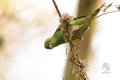 Green-faced Parrotfinch (Erythrura viridifacies)